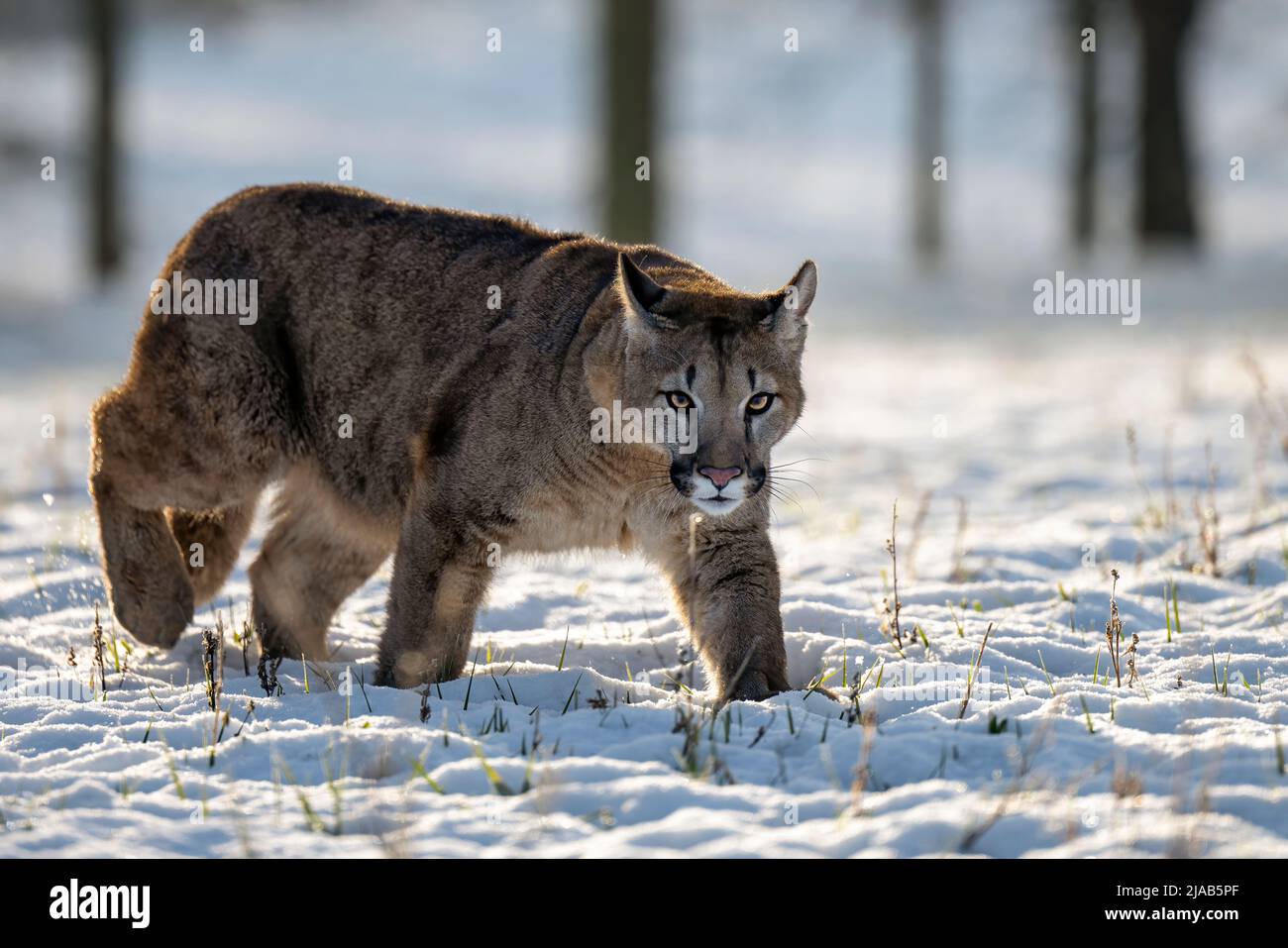 Un lynx se promène dans un pré. Banque D'Images