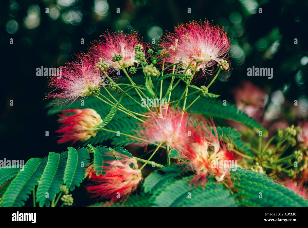 Belle fleur rose poudreuse, Calliandra surinamensis, famille des mimosaïdes. Fleurs et feuilles vertes sur une branche. Plante exotique tropicale. Le summe Banque D'Images