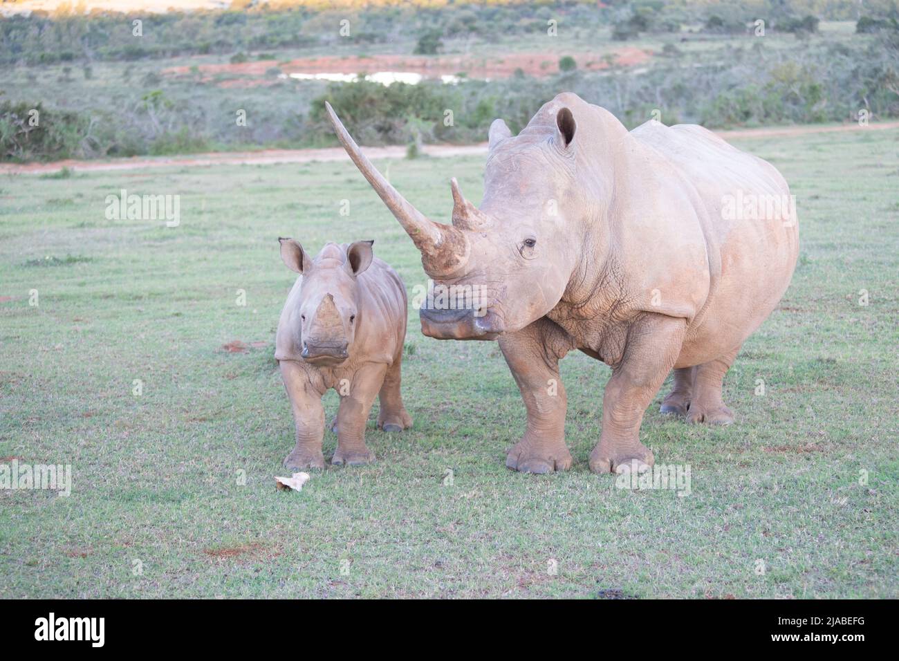 Safari africain de la faune dans une réserve tenant le Big 5 Banque D'Images