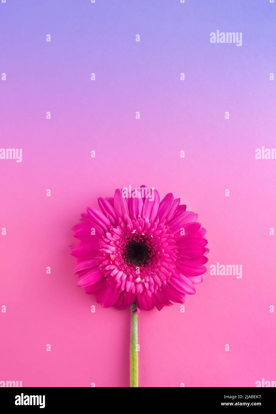 Gerbera à fleur rose sur fond rose et violet. Concept minimal. Idée de ressort de pose à plat. Copier l'espace. Idée de la Saint Valentin ou du 8 mars. Banque D'Images