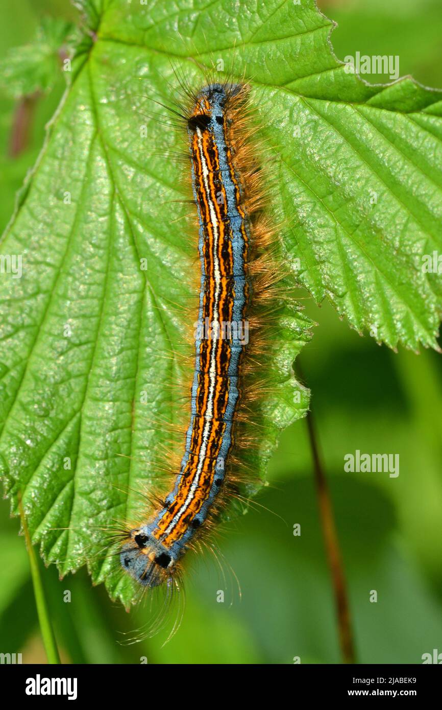 Lackey Moth caterpillar, Fineshade Wood, Northants, Royaume-Uni Banque D'Images