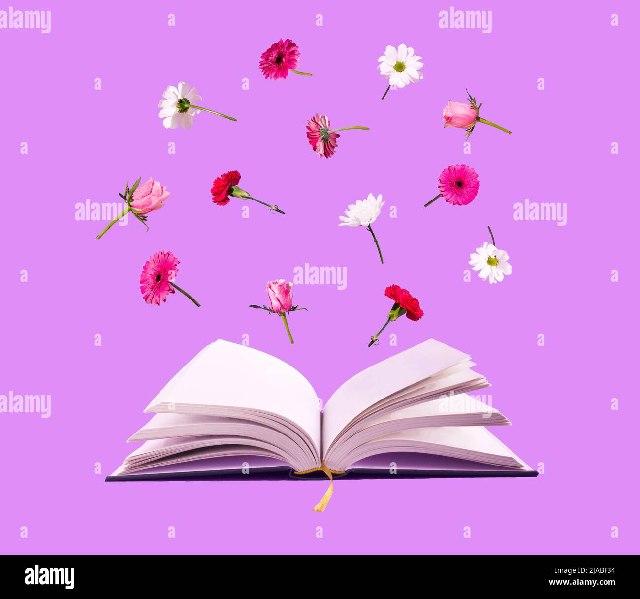 Diverses fleurs de printemps fraîches qui sortent du livre, sur fond rose. Concept de nature minimale. Formation. J'aime lire le concept. Banque D'Images