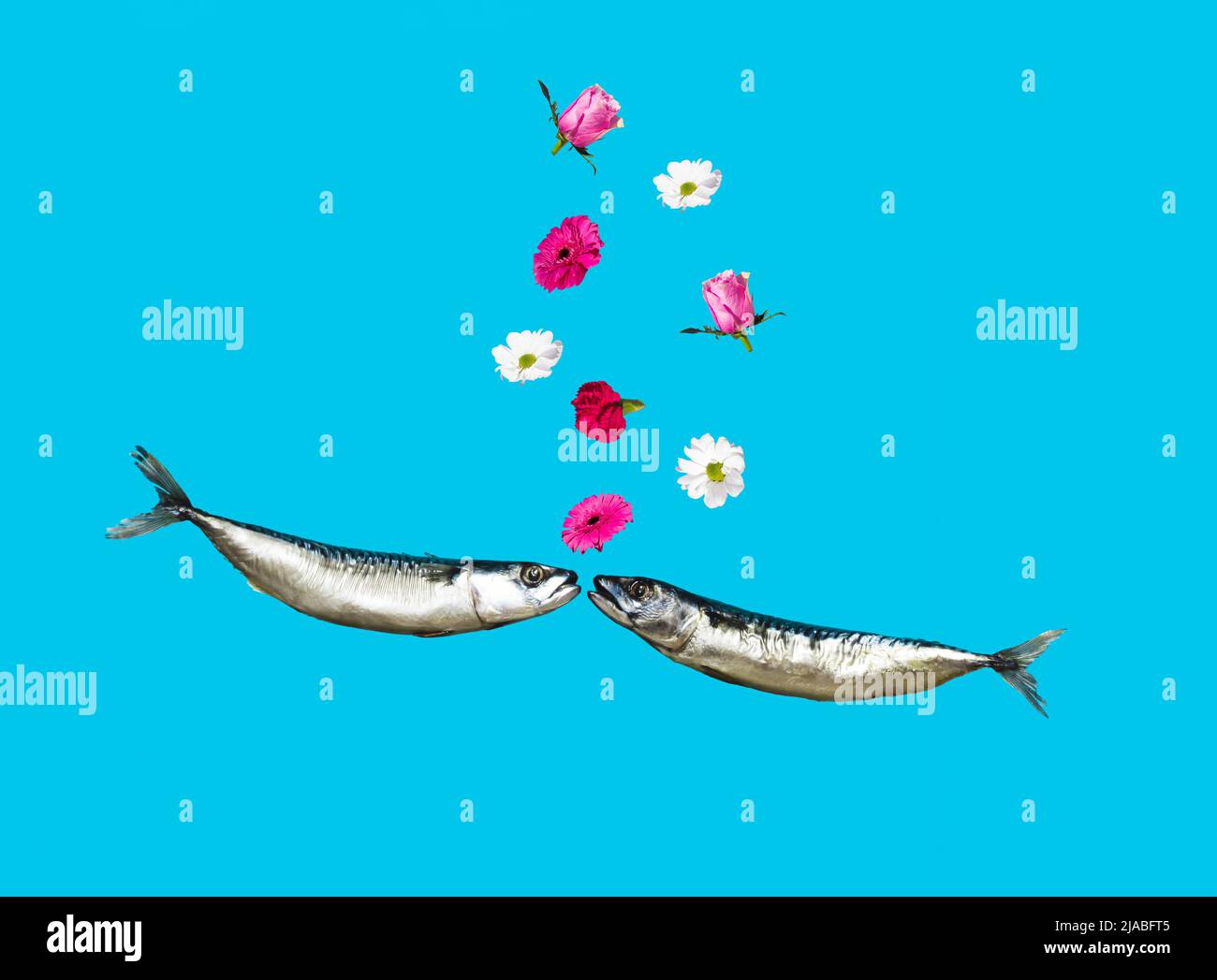 Plusieurs fleurs et deux poissons embrassent sur fond bleu pastel. Concept minimaliste créatif. L'amour est dans l'air. Saint-Valentin drôle d'idée. Banque D'Images Plusieurs fleurs et deux poissons embrassent sur fond bleu pastel. Concept minimaliste créatif. L'amour est dans l'air. Saint-Valentin drôle d'idée. Banque D'Images