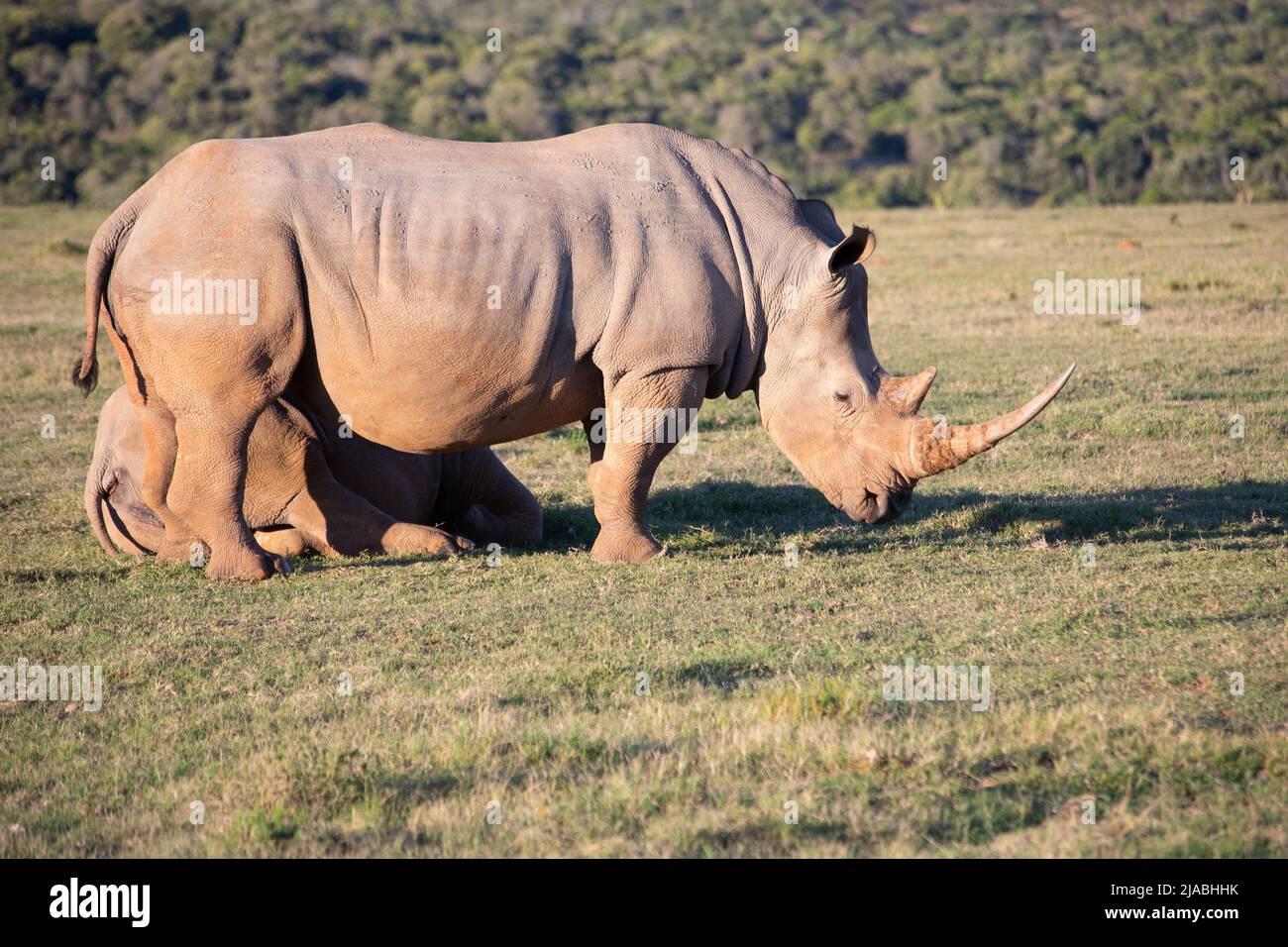 Safari africain de la faune dans une réserve tenant le Big 5 Banque D'Images