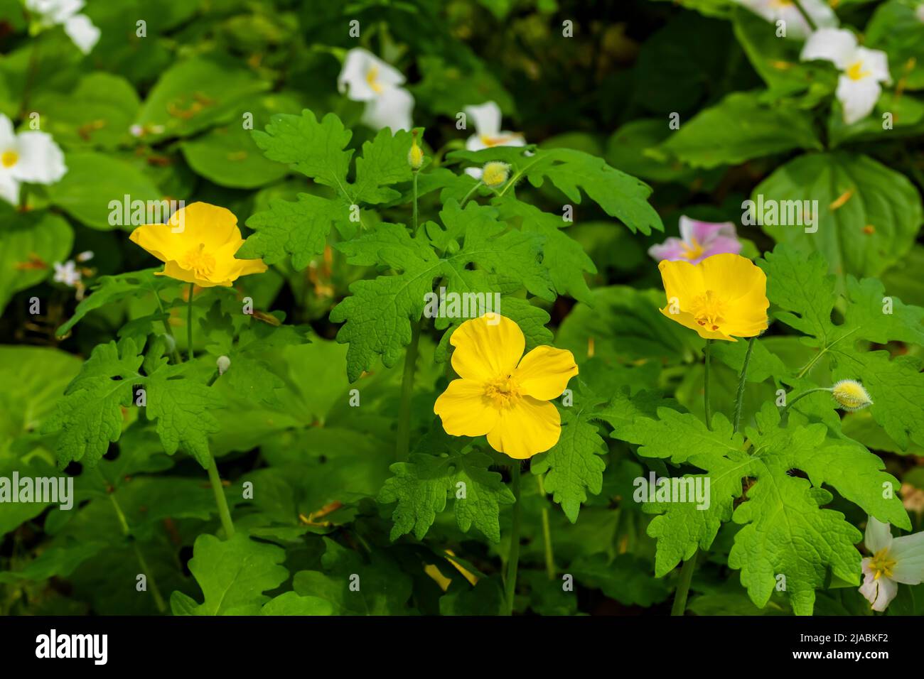 Coquelicot celandine, Stylophorum diphyllum, floraison dans la réserve Trillium Ravine, une réserve de la Michigan nature Association, États-Unis Banque D'Images