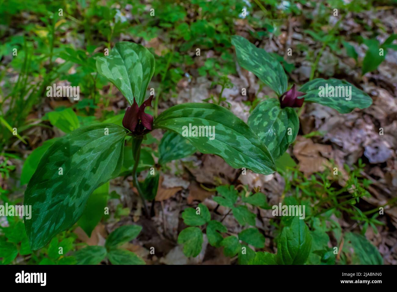 Trillium des Prairies, Trillium recurvatum, floraison dans la réserve Trillium Ravine, une réserve de la Michigan nature Association, États-Unis Banque D'Images