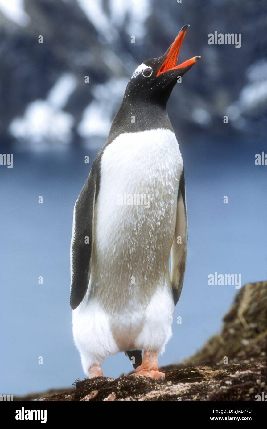 Antarctique; Île de Géorgie du Sud; faune; oiseaux; Penquins de Gentoo; (Pygoscelis papouasie) Banque D'Images