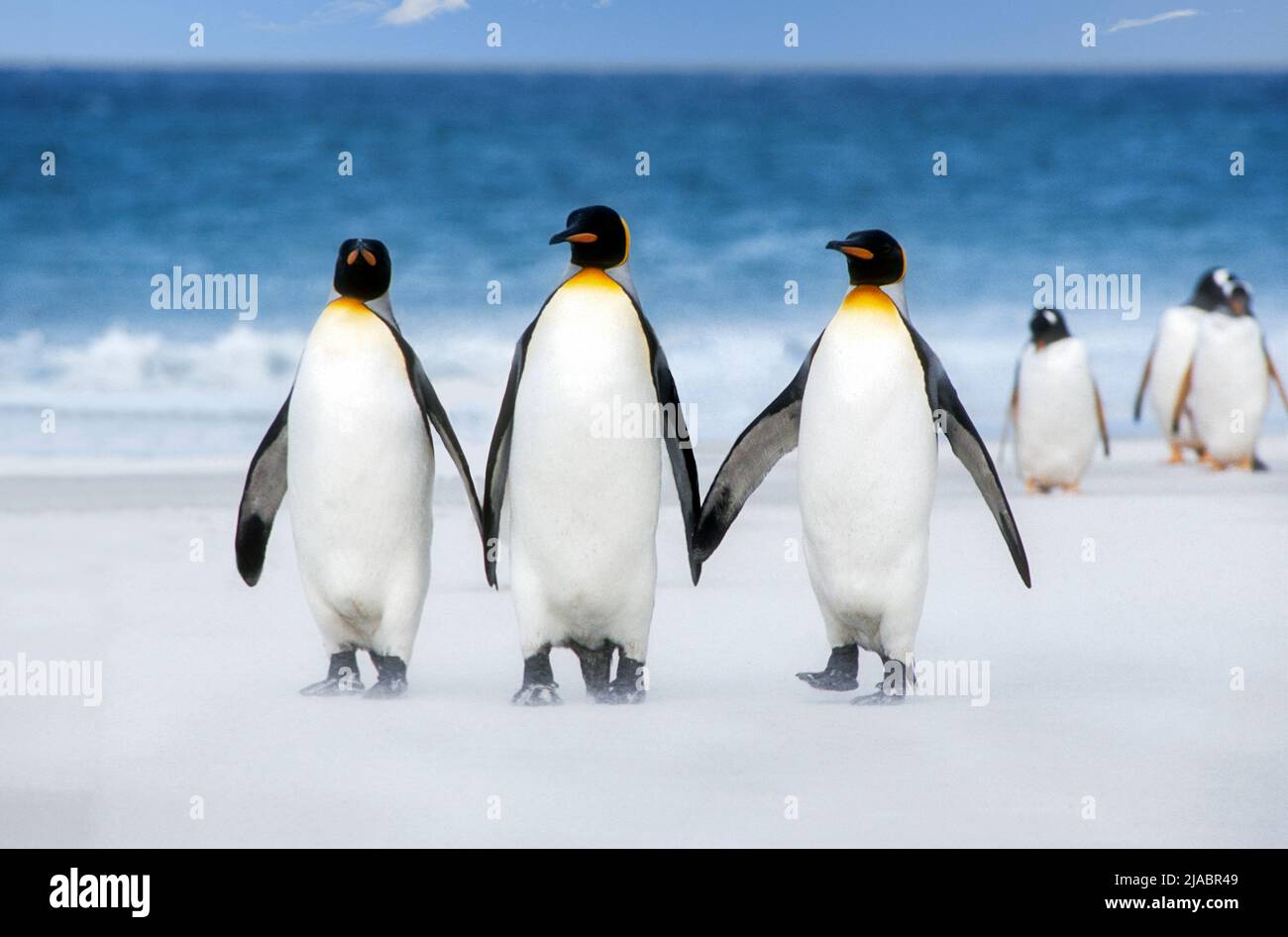 Antarctique ; Île de Géorgie du Sud ; faune ; oiseaux ; Penquins du Roi ; Aptenodytes patagonicus Banque D'Images