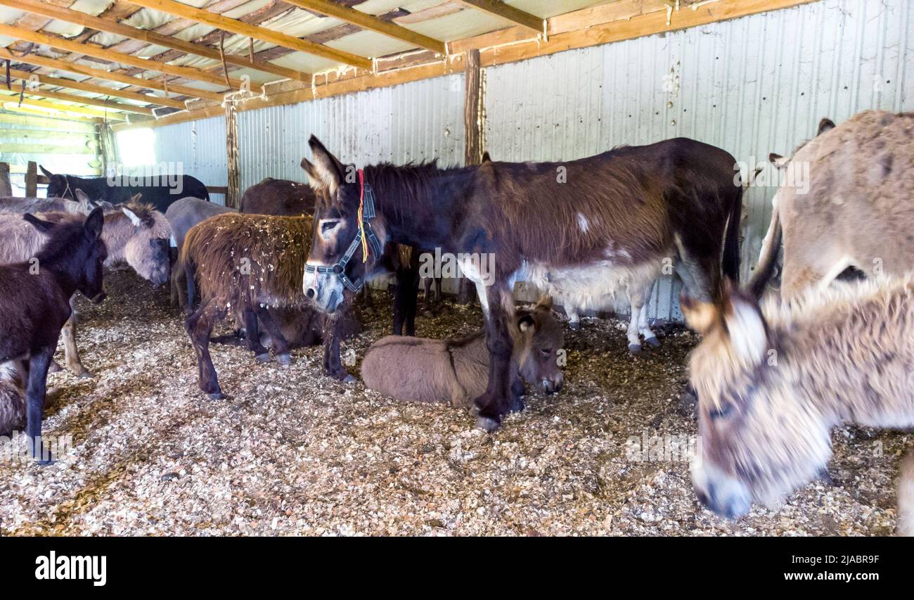 Mère d'âne adulte avec un jeune poulain colt et beaucoup d'autres ânes debout et allongé à l'intérieur de la grange de paddock. Ânes à la ferme d'ânes. Animaux ruraux domestiques. Élevage, élevage, élevage d'animaux Banque D'Images