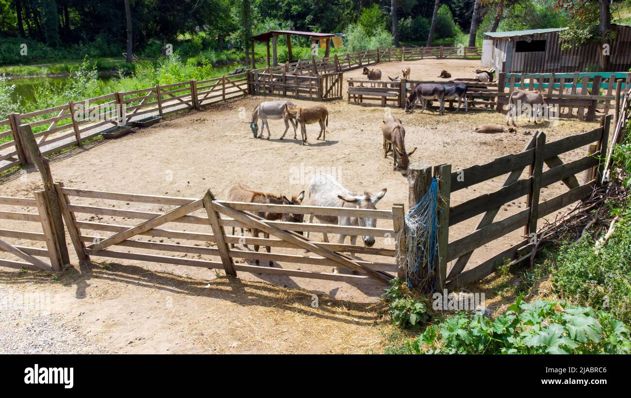 Ferme d'ânes. Vol aérien avec vue sur les drones au-dessus de nombreux ânes dans le corral sur la ferme des ânes le jour ensoleillé. Animaux ruraux domestiques dans le village. Troupeau de bétail et animaux domestiques en pâturage dans les enclos en été Banque D'Images