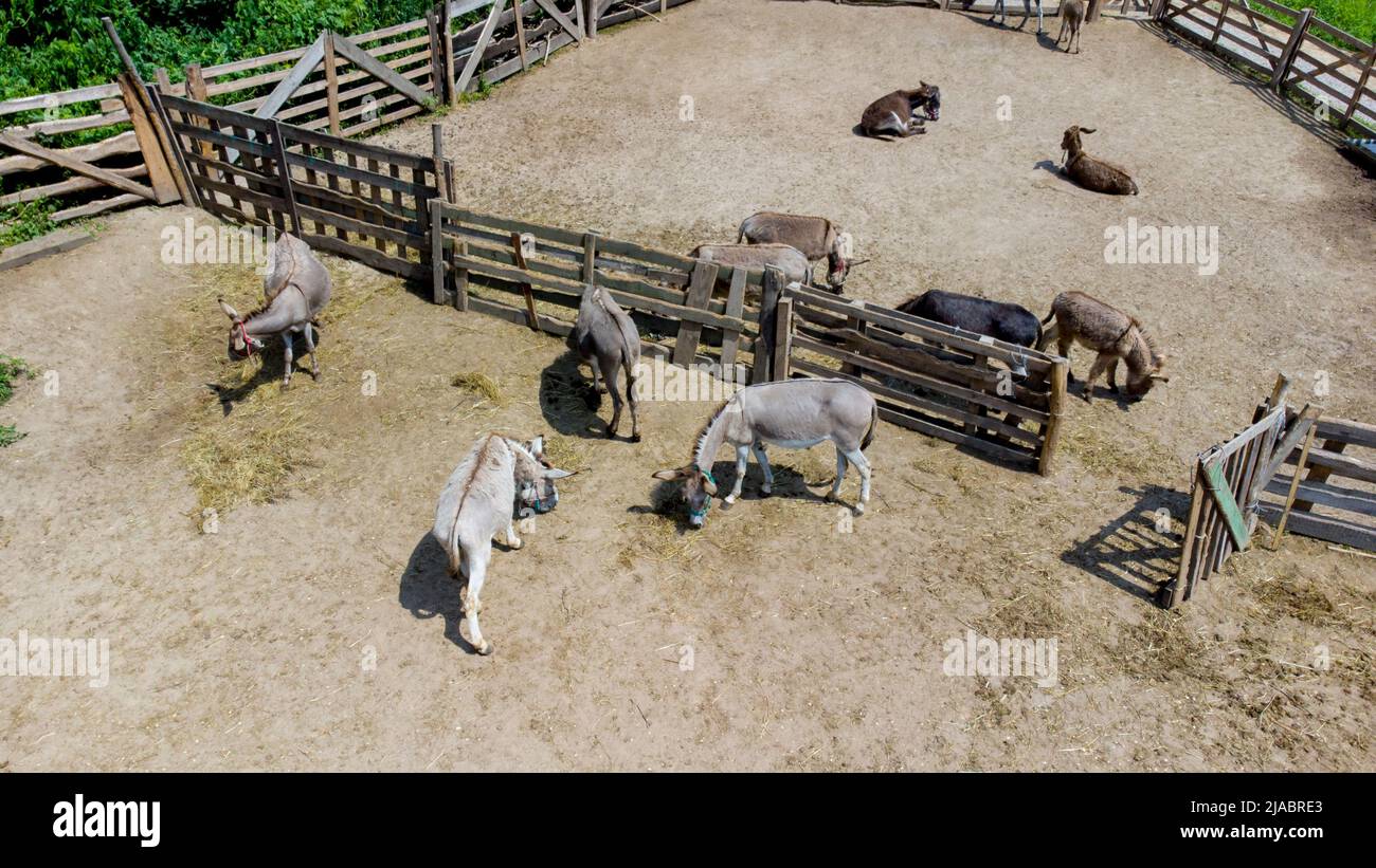 Ferme d'ânes. Vol aérien avec vue sur les drones au-dessus de nombreux ânes dans le corral sur la ferme des ânes le jour ensoleillé. Animaux ruraux domestiques dans le village. Troupeau de bétail et animaux domestiques en pâturage dans les enclos en été Banque D'Images