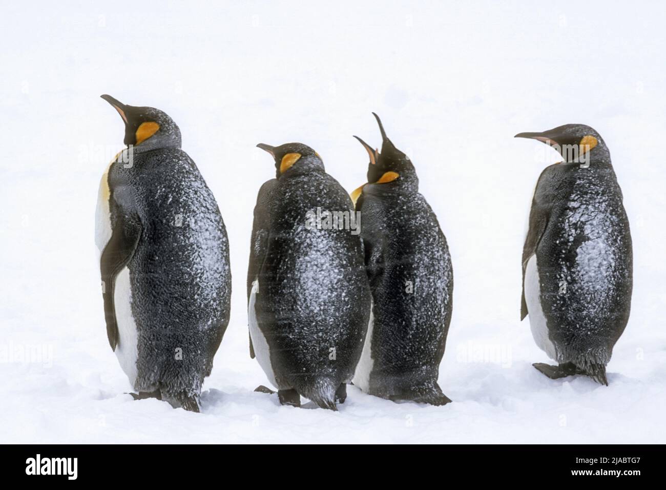 Antarctique ; Île de Géorgie du Sud ; faune ; oiseaux ; Penquins du Roi ; Aptenodytes patagonicus Banque D'Images