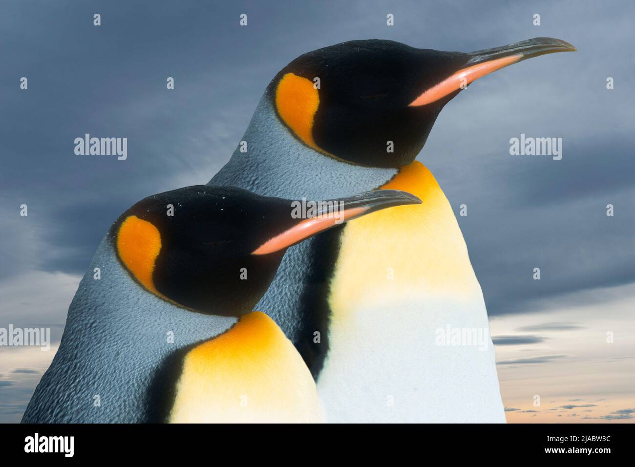 Antarctique ; Île de Géorgie du Sud ; faune ; oiseaux ; Penquins du Roi ; Aptenodytes patagonicus Banque D'Images