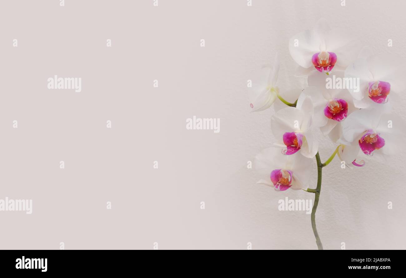 fleurs d'orchidées blanches et roses, grandes et belles fleurs, orchidées fleuries sur fond blanc, plantes de maison, soin des fleurs, arrosage des plantes Banque D'Images