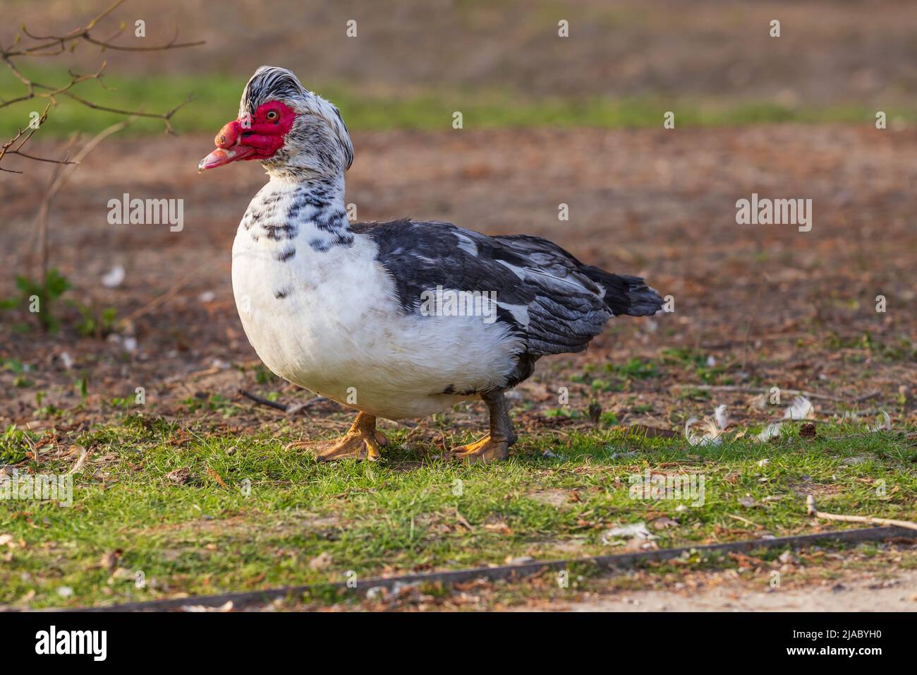 Magnifique grand canard blanc-noir avec un lobe rouge. Banque D'Images
