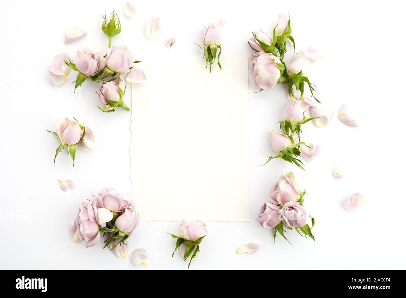 Cadre de roses et pétales sur fond blanc. Pose à plat. Banque D'Images