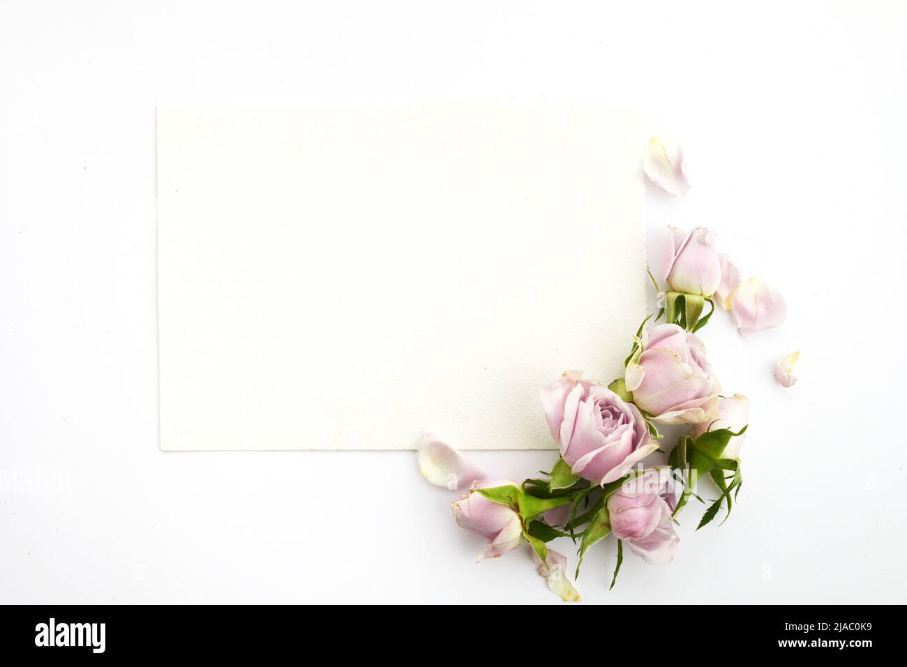 Cadre de roses et pétales sur fond blanc. Pose à plat. Banque D'Images