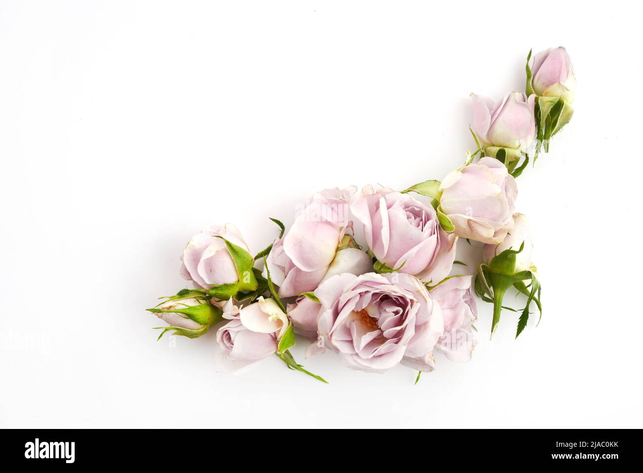 Cadre de roses et pétales sur fond blanc. Pose à plat. Banque D'Images
