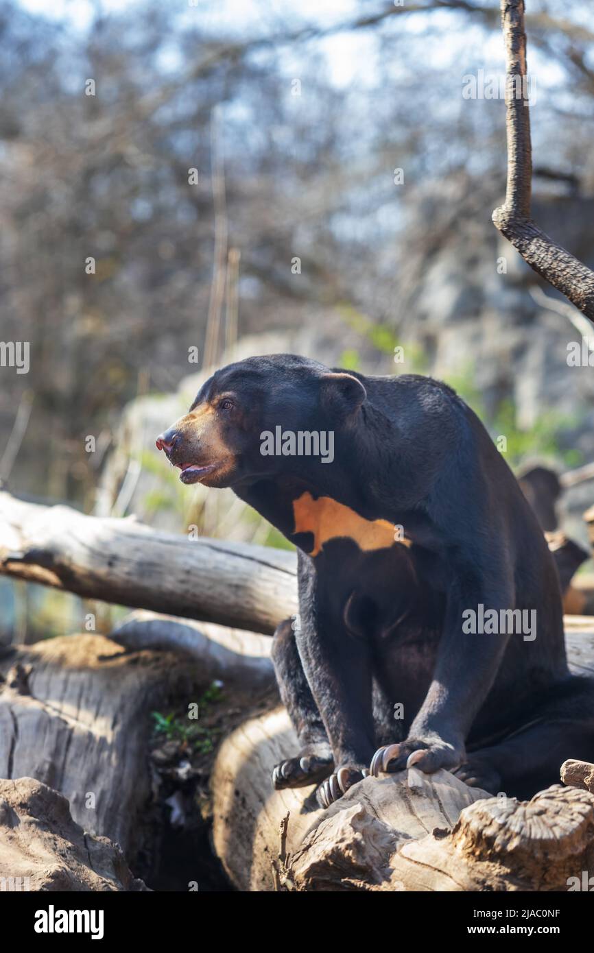 Ours malais - Helarctos malayanus - la plus petite espèce d'ours.Il est noir et sur un rocher. Banque D'Images