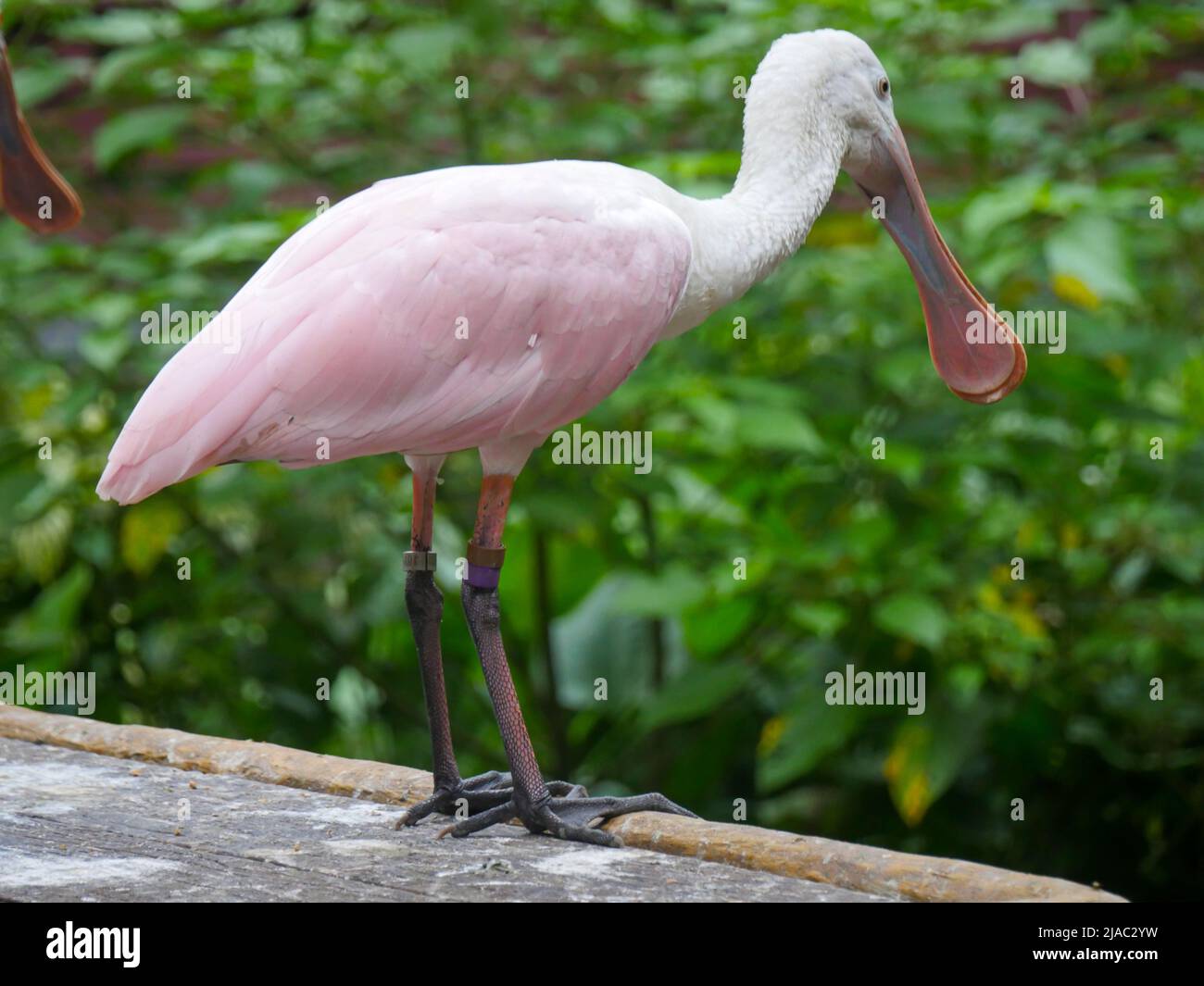 roseate spoonbill (Platalea ajaja) est un oiseau de passage à gué grégaire de la famille ibis et spoonbill qui se trouve près de l'étang Banque D'Images