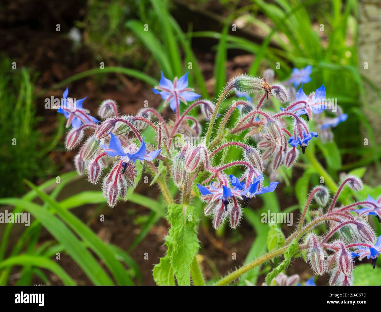 Fleurs d'été bleues de la bourrache annuelle, Borago officinalis Banque D'Images