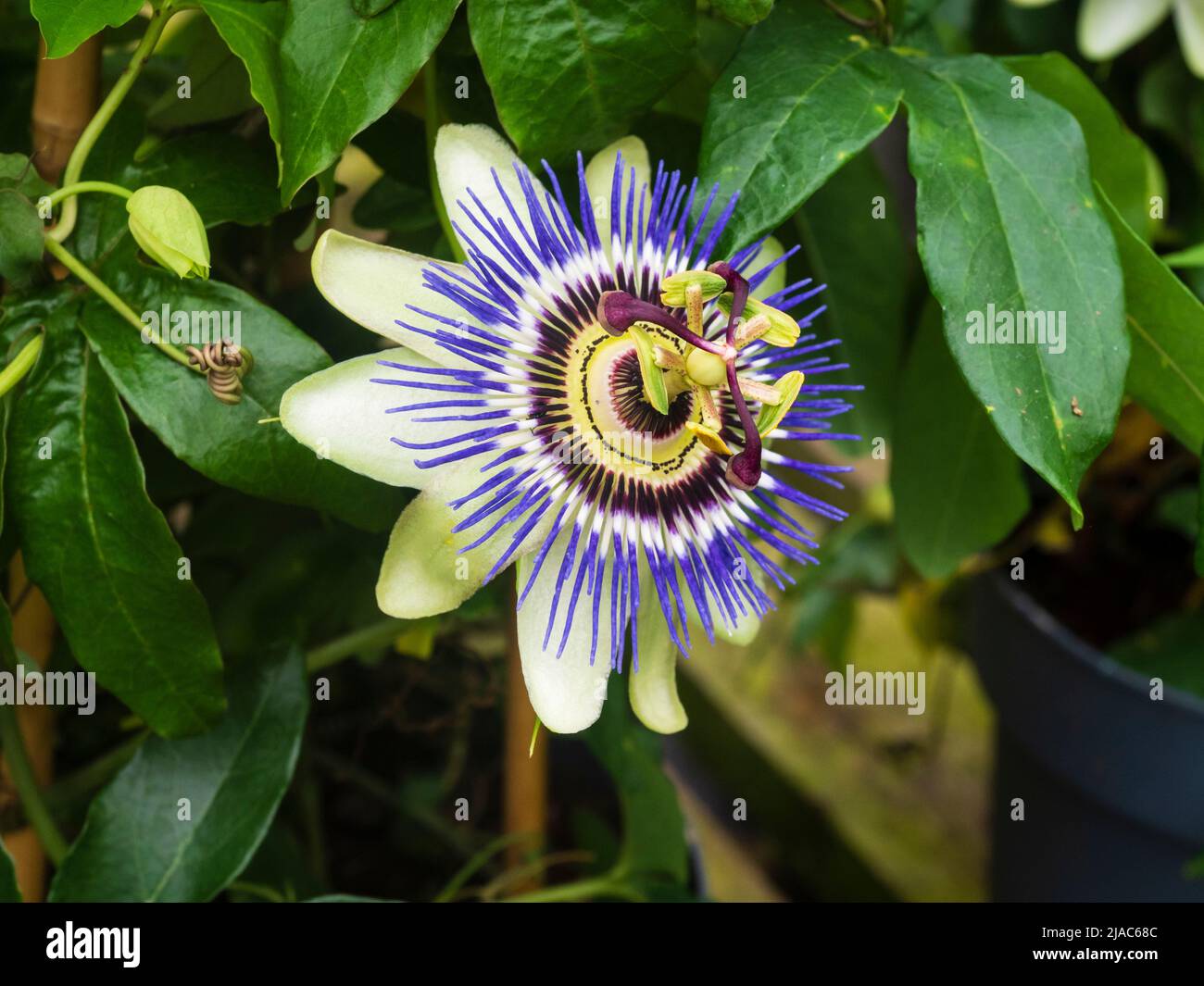 Fleur bleue et blanche ornée de la fleur exotique de la passion grimpante du tendril, Passiflora caerulea Banque D'Images