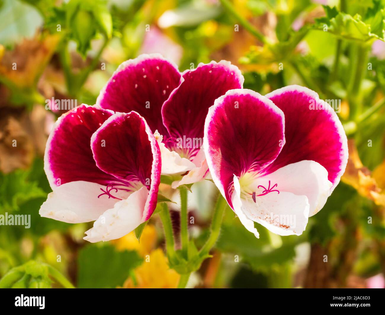 Fleurs de la serre tendre ou du conservatoire régal pélargonium ...