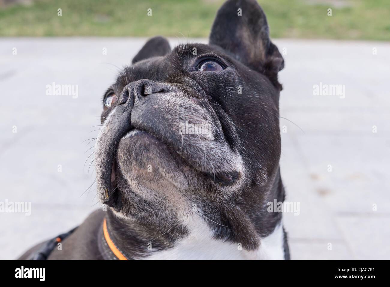 Bouledogue français noir en haut. Selective focus sur les yeux et le nez Banque D'Images