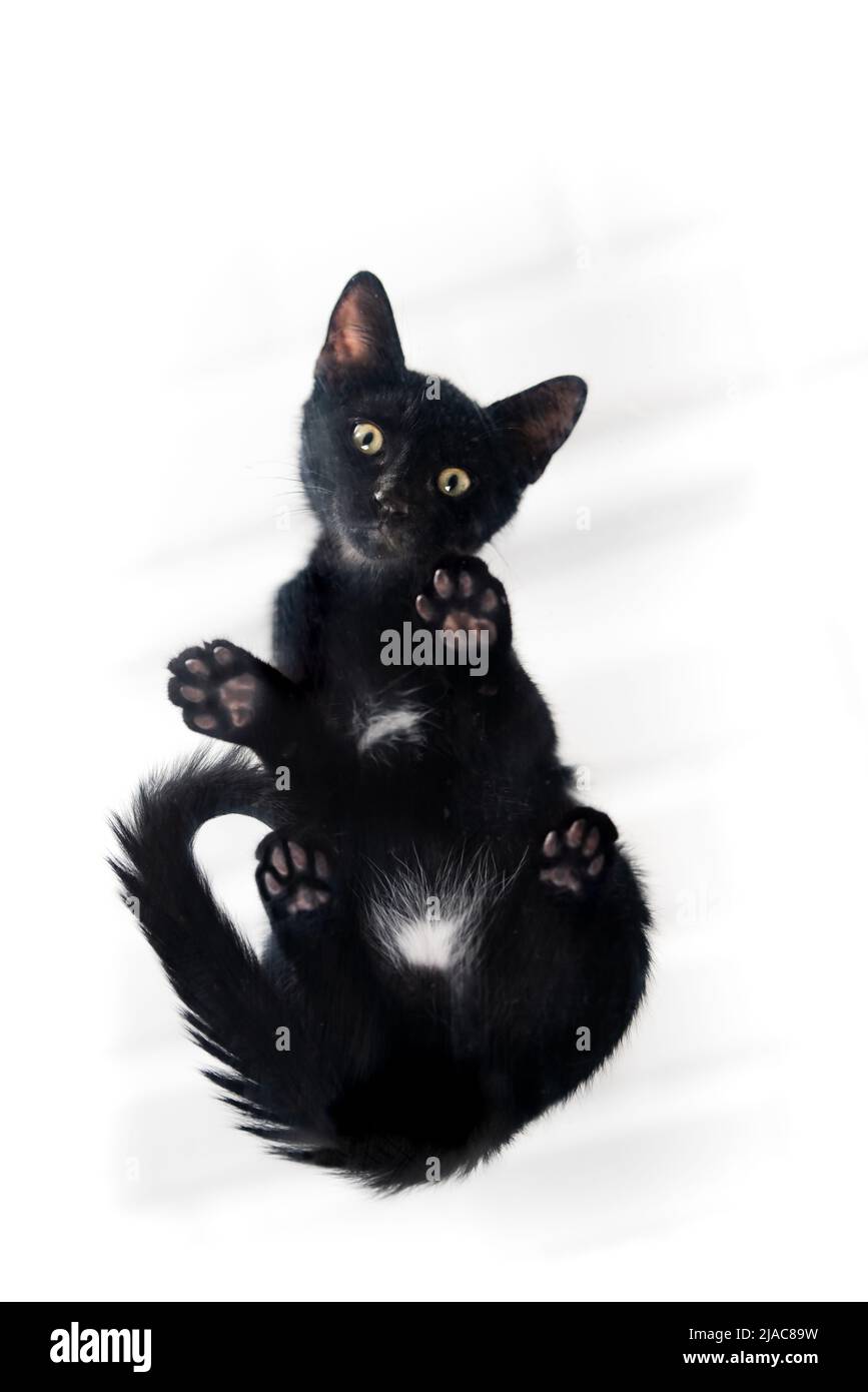 Chaton noir debout sur une plate-forme en verre, tiré de dessous, vue de dessous chat, chaton Banque D'Images