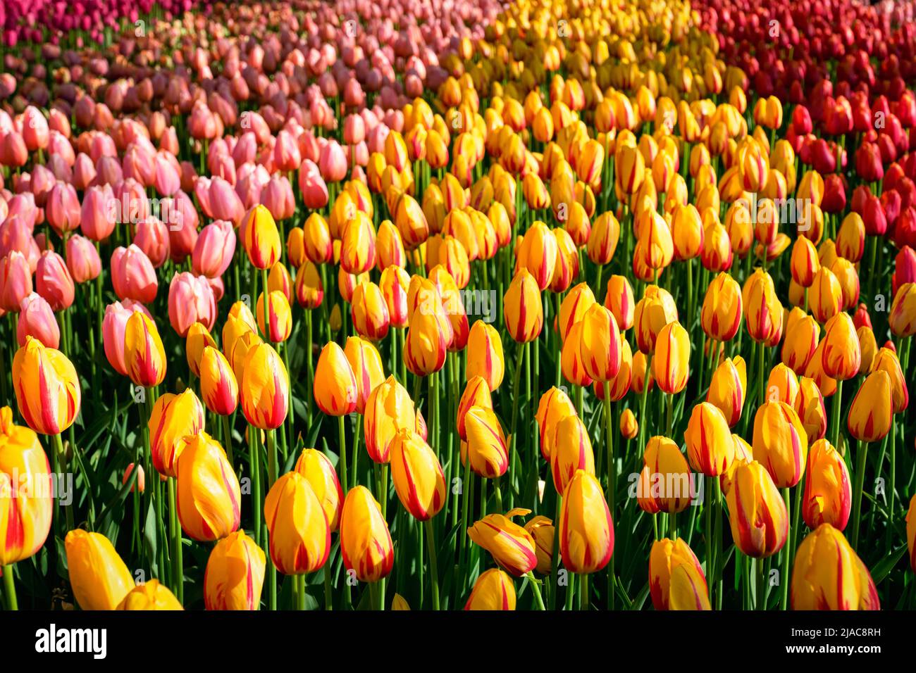 Parterre de tulipes en fleurs dans jardin de fleurs Keukenhof, Pays-Bas Banque D'Images