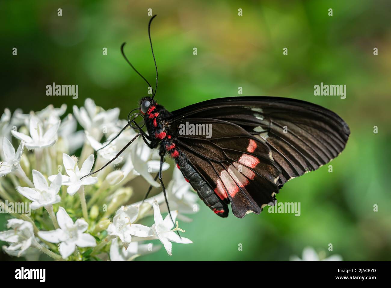 Un papillon en forme de cattleheart qui rassemble le nectar des fleurs. Banque D'Images