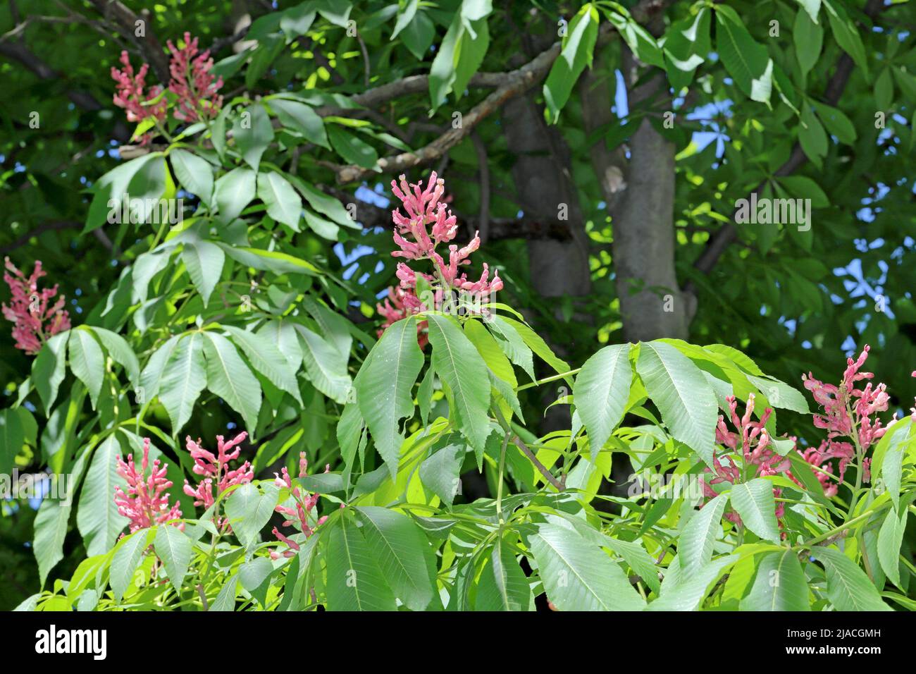Arbre à cheval-châtaignier rouge à fleurs, Aesculus Carne Banque D'Images