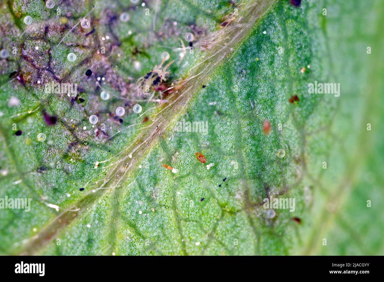 Acariens d'araignées rouges (Tetranychus urticaire) et Steneotarsonemus fragariae, acariens de cyclamen - Phytonemus pallidus sur les feuilles de fraise endommagées. Banque D'Images