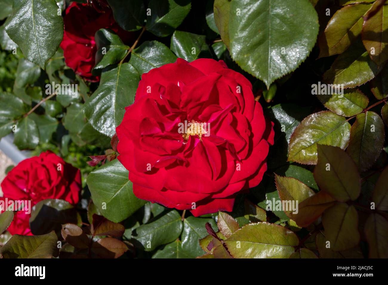 Fleur rose rouge vif avec étamines jaunes dans le jardin ensoleillé Banque D'Images Fleur rose rouge vif avec étamines jaunes dans le jardin ensoleillé Banque D'Images