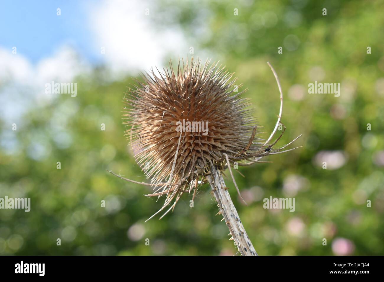 Tête de chardon séchée (Asteraceae) sur fond vert avec copyspace. Banque D'Images