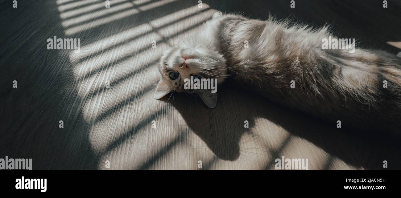 chat Banque D'Images