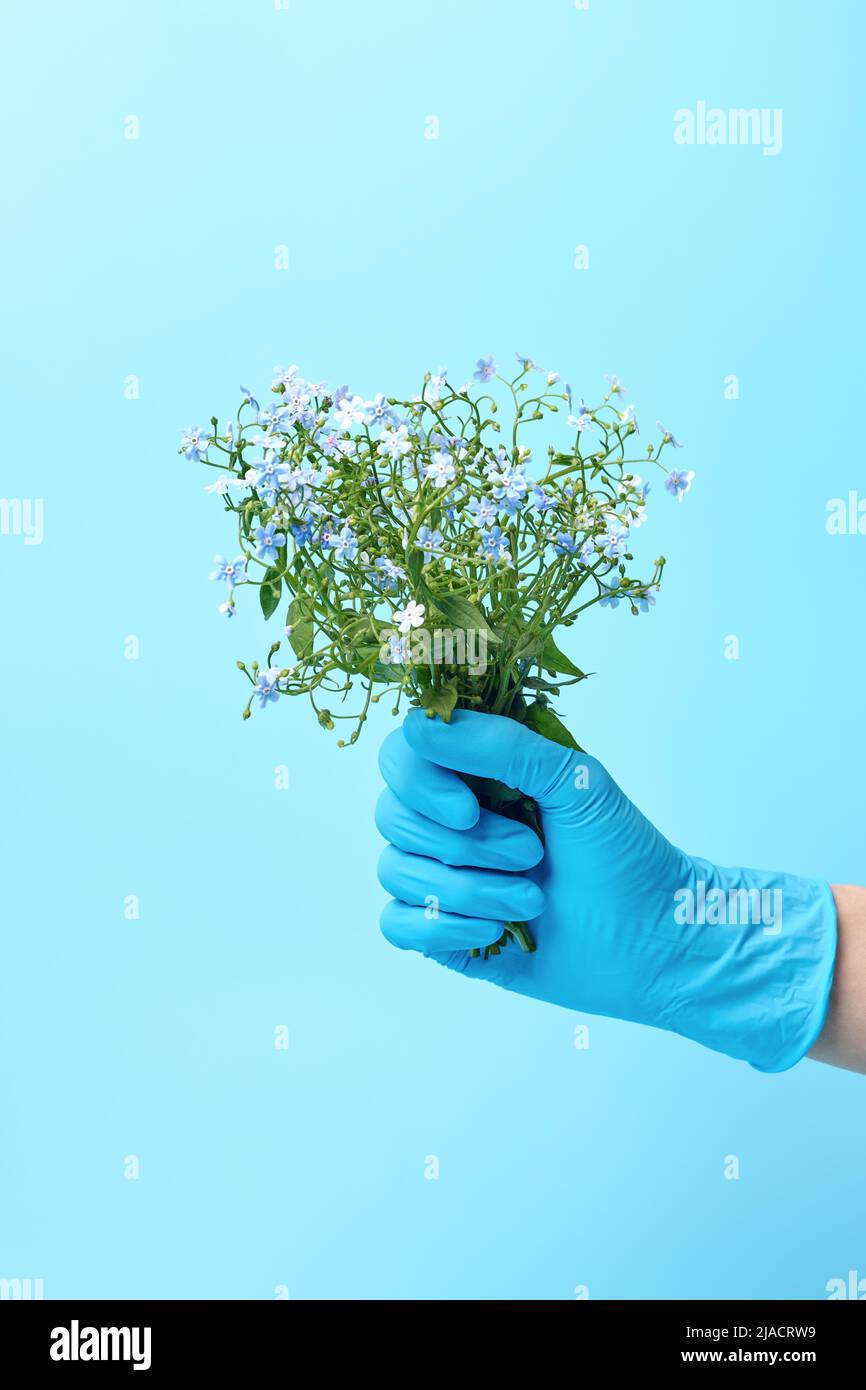 Main gantée tenant bouquet de fleurs bleues, concept de soin et de protection, thérapie écologique ou alternative. Banque D'Images