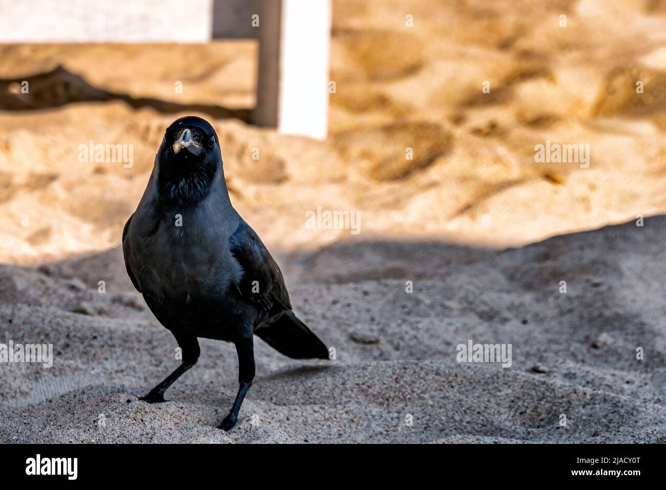 Noir corbeau sur une plage de sable, gros plan. Calangute, Inde Banque D'Images