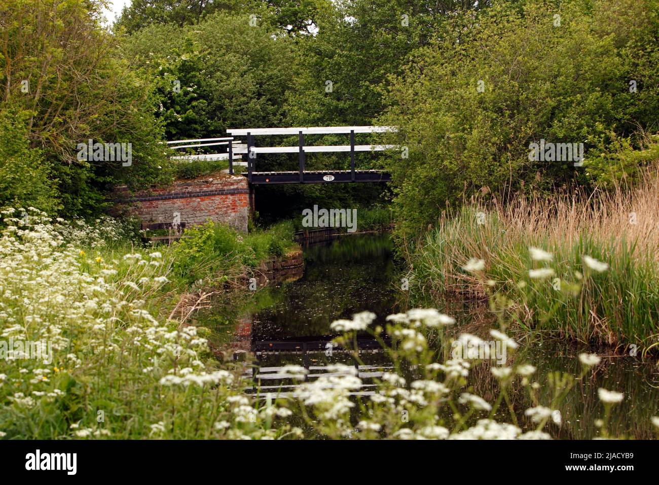 Fleurs sauvages par l'abridge sur le canal Montgomery, le canal de Montgomery ou le canal de Shropshire. Banque D'Images