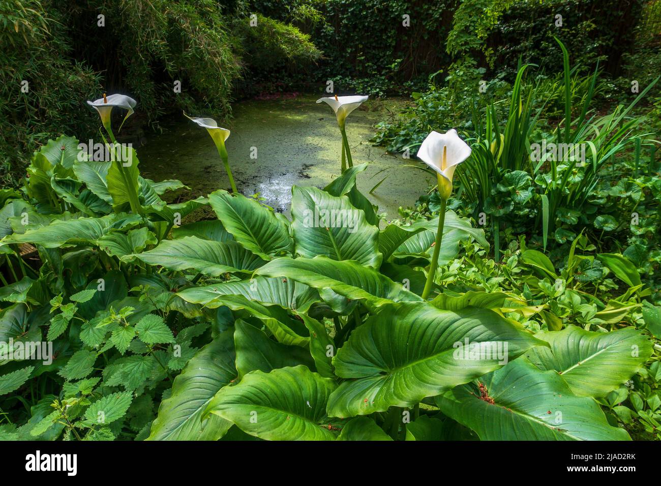 Bog Garden,Compton Acres,Poole,Dorset,Angleterre,Lillies Banque D'Images