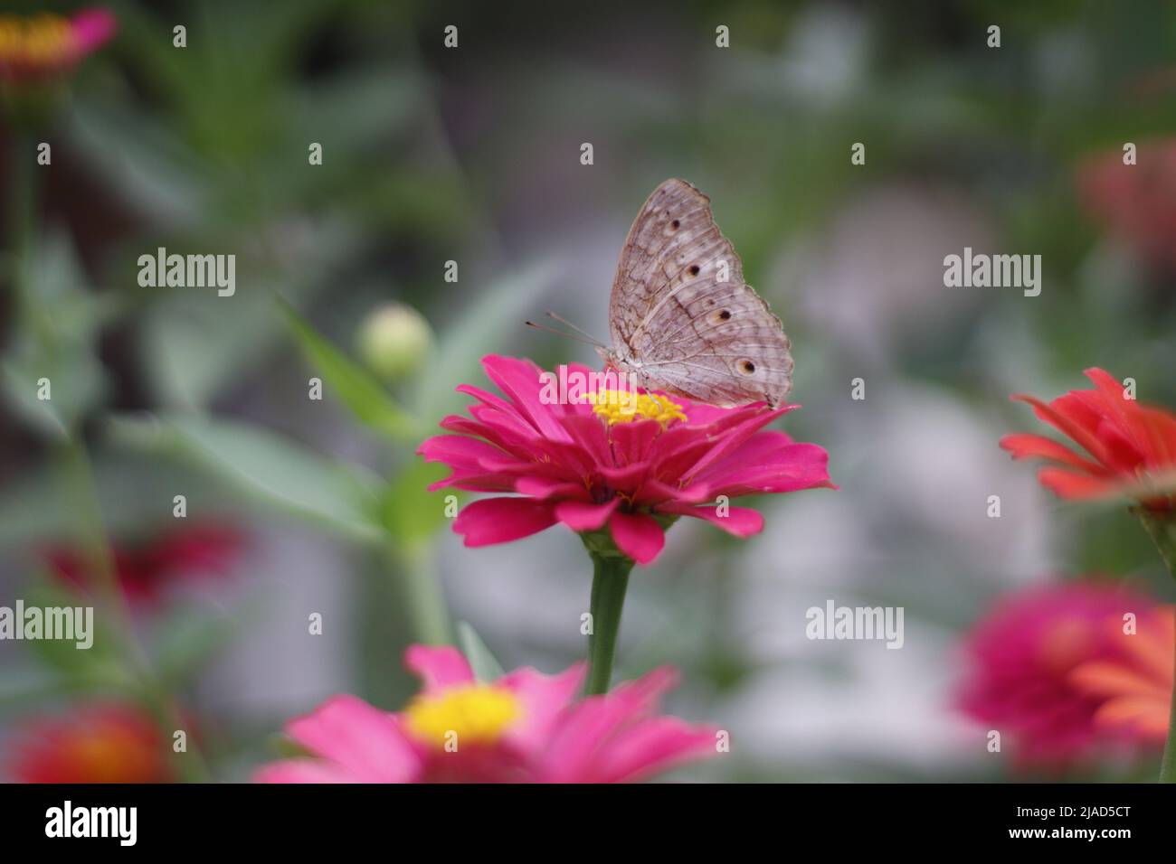 un papillon perché sur une fleur rose de zinnia dans le jardin Banque D'Images