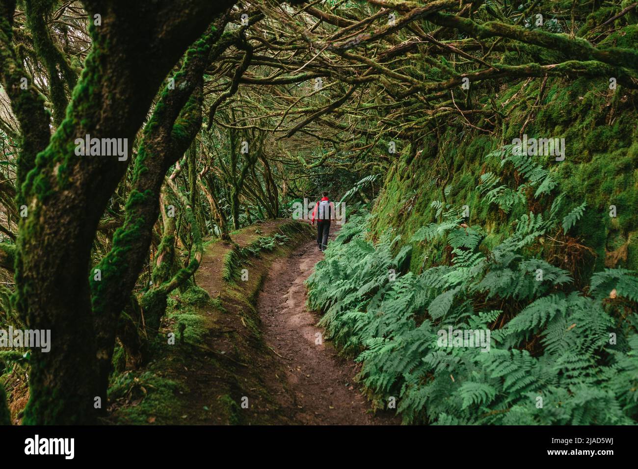 Femme marchant dans la forêt de Laurier, Parc rural d'Anaga, Tenerife, Iles Canaries, Espagne Banque D'Images