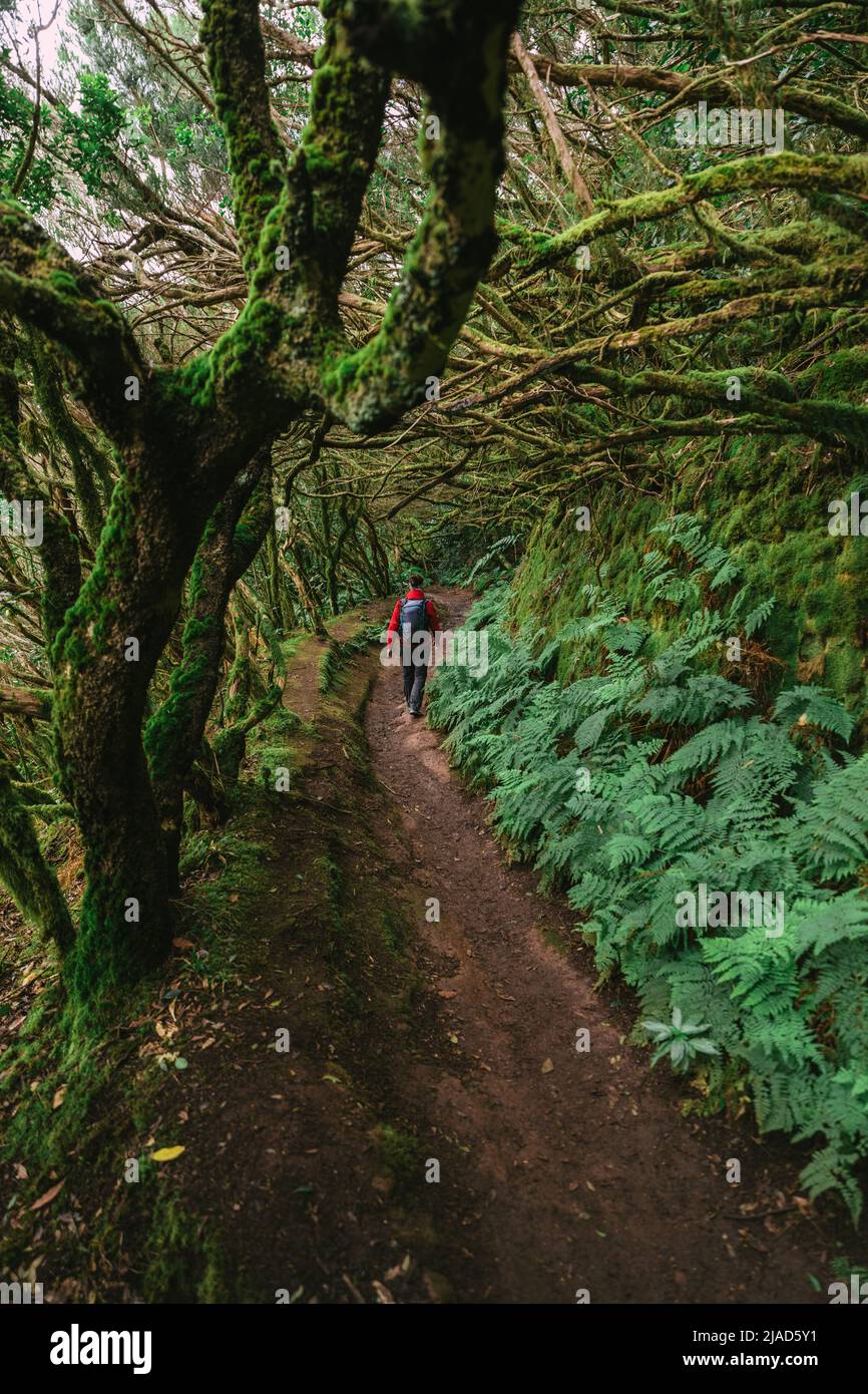 Femme marchant dans la forêt de Laurier, Parc rural d'Anaga, Tenerife, Iles Canaries, Espagne Banque D'Images