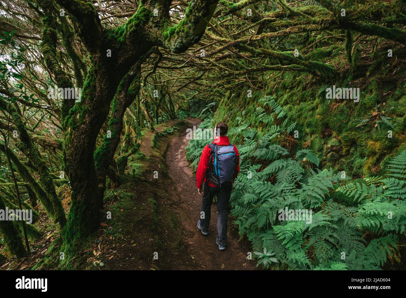Femme marchant dans la forêt de Laurier, Parc rural d'Anaga, Tenerife, Iles Canaries, Espagne Banque D'Images