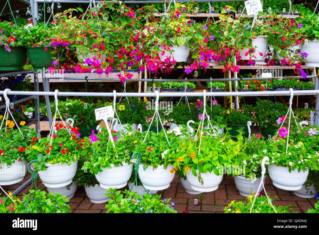 Une exposition attrayante de plantes en pot assorties et paniers suspendus à £16,99 prix à l'entrée d'un centre de jardin le jour ensoleillé du printemps Banque D'Images