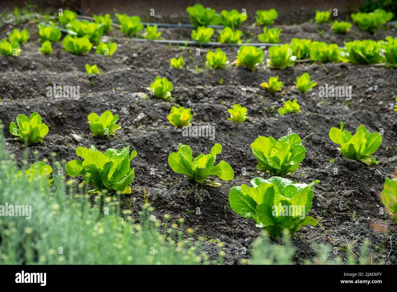 Champ écologique de laitue fraîche entourée d'herbes aromatiques Banque D'Images