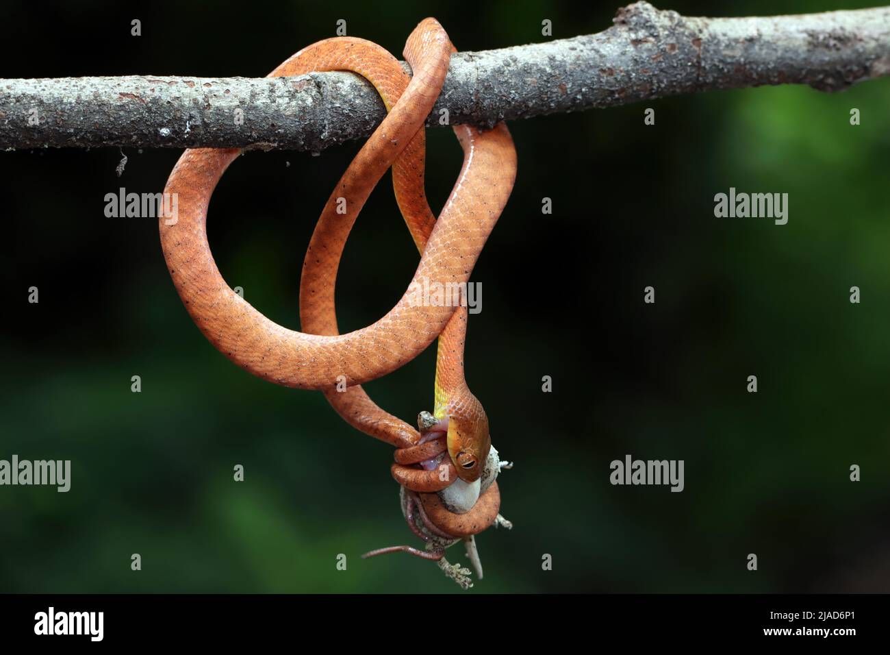 Jeune serpent de la boïga rouge accroché à une branche mangeant un rongeur, Indonésie Banque D'Images