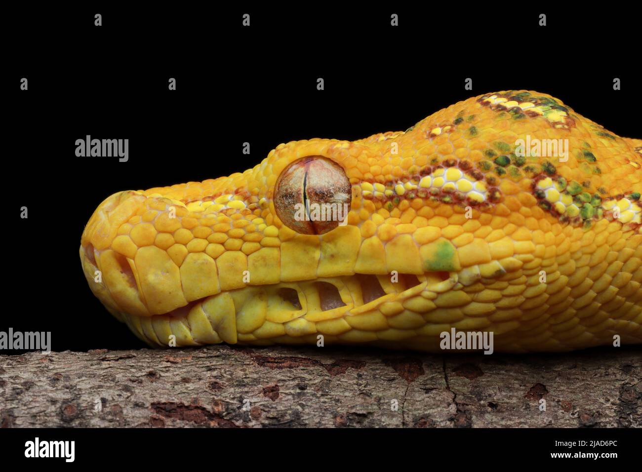 Gros plan de la tête d'un python vert juvénile sur une branche, Indonésie Banque D'Images