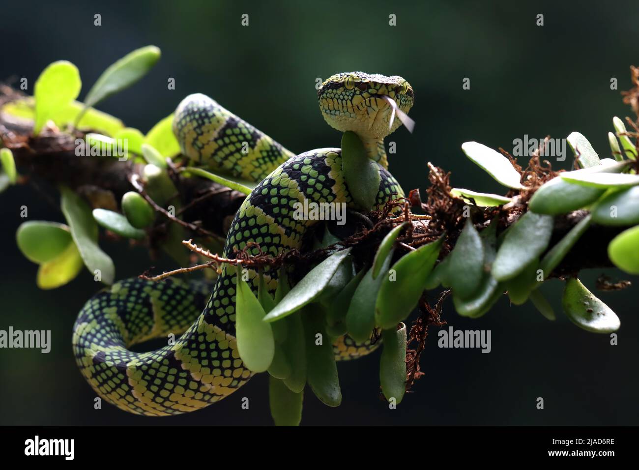 Le serpent de Pit Viper de Wagler sur une branche, en Indonésie Banque D'Images
