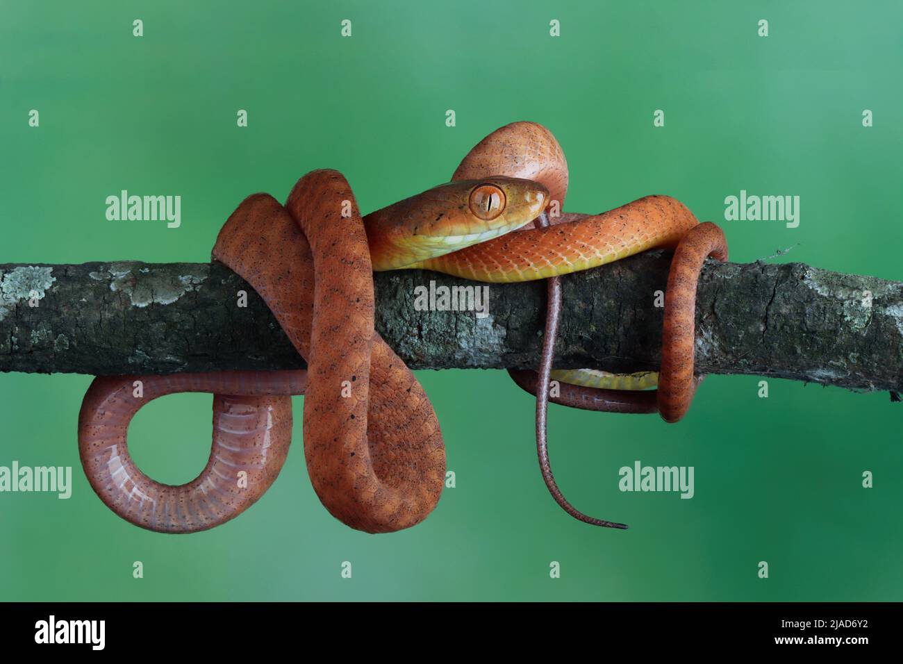 Jeune serpent de la boïga rouge accroché à une branche mangeant un rongeur, Indonésie Banque D'Images